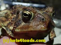 /home//u458753944/public_html/sourcegallery//Roxborough Toad Detour/2013-2019/2017/P4050673.JPG